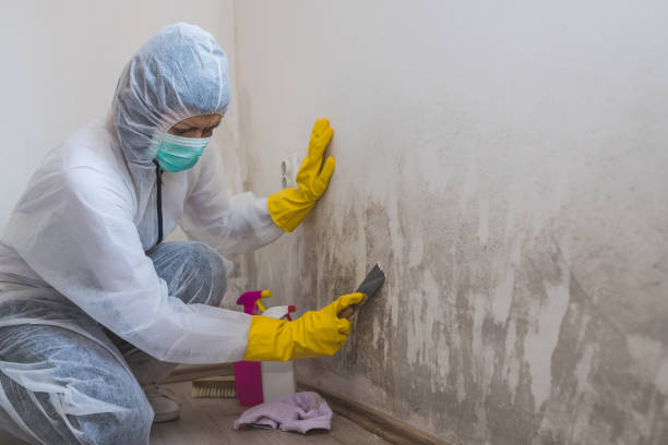 Mold Remediation for Rental Properties in Fairfax, CA